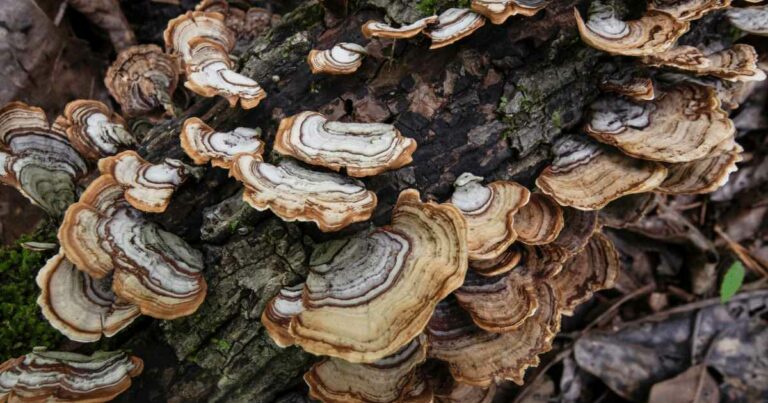 Turkey Tail Mushroom Benefits for Cancer