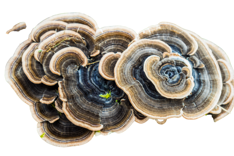 Turkey Tail Mushrooms Benefits For Cancer (2024)
