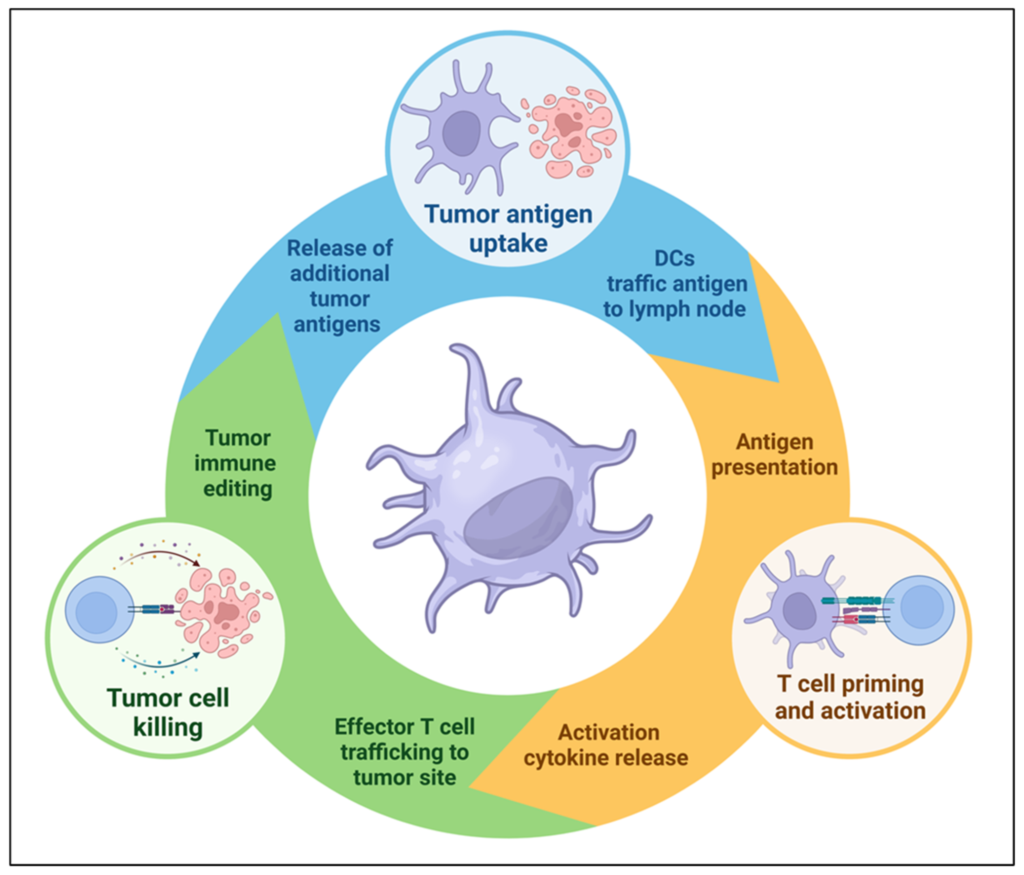 Dendritic cell therapy